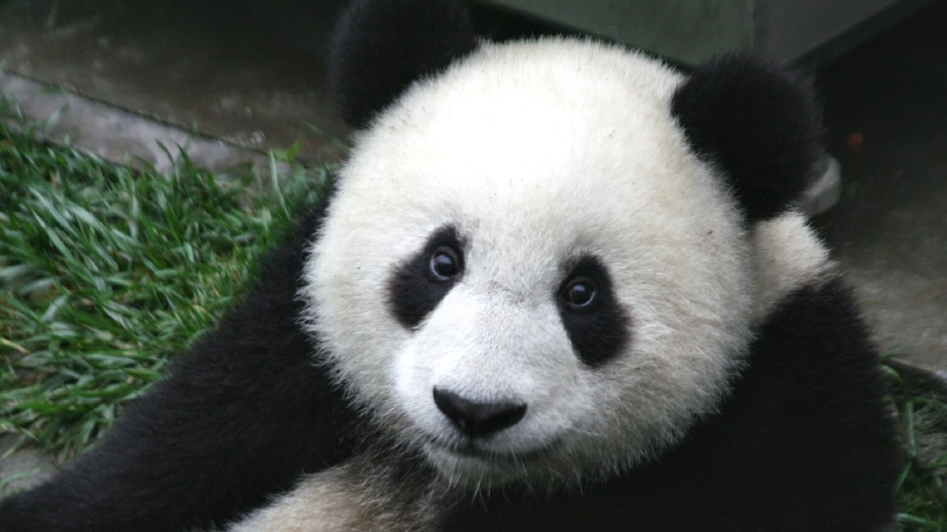 google panda algorithm update explained