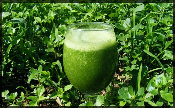 green health drink in glass with green plants in background