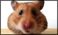 up close image of a rat's face